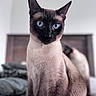 cat, siamese_cat, pet, animal, blue_eyes, portrait, sitting, indoors, bedroom, bed, bedding, feline, short_hair, pointed_ears, dark_face, cream_coat, tail, whiskers, centered_composition, closeup