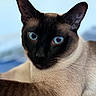 cat, siamese_cat, blue_eyes, feline, pet, animal, portrait, close_up, cream_coat, dark_face, pointed_ears, whiskers, shorthaired, sitting, indoor, blue_background, soft_lighting, detailed_fur, looking_at_camera, cute