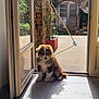 puppy, dog, doorway, sunlight, shadow, tile_floor, plant, flower_pot, broom, courtyard, stone_wall, window, door, outdoor, pet, animal, cute, home, daylight, relaxing