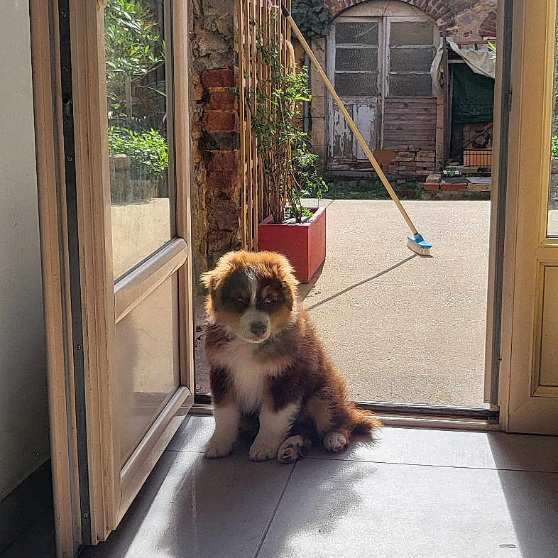 Atlas a rejoint le concours — aidez-le/la à gagner de superbes lots ! animal, broom, courtyard, cute, daylight, dog, door, doorway, flower_pot, home, outdoor, pet, plant, puppy, relaxing, shadow, stone_wall, sunlight, tile_floor, window