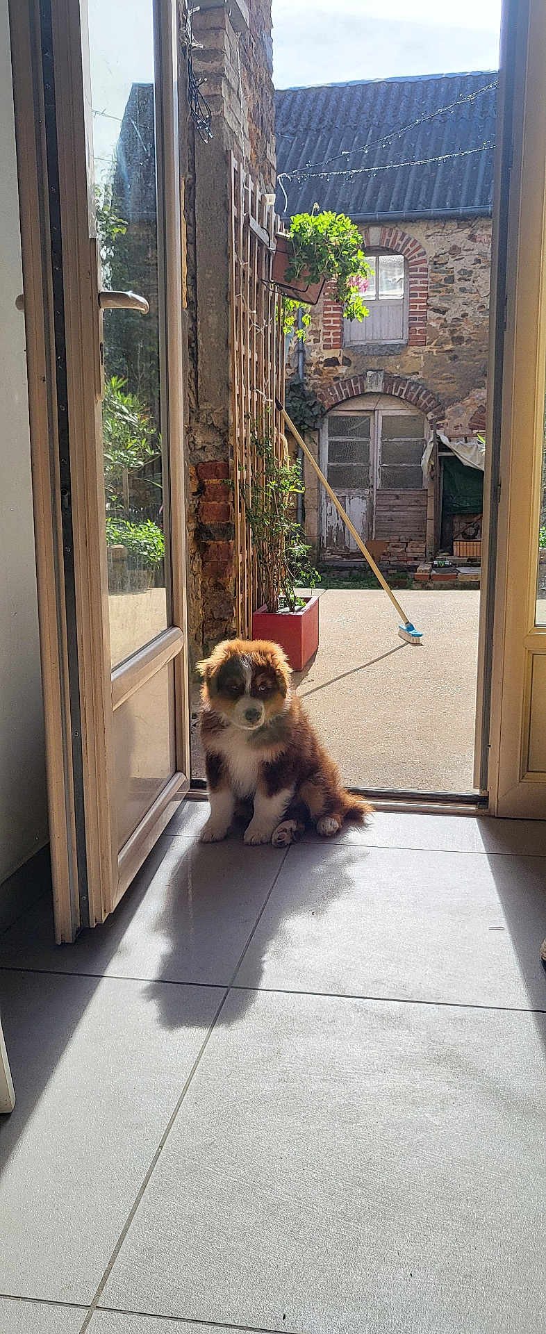 Atlas a rejoint le concours — aidez-le/la à gagner de superbes lots ! puppy, dog, doorway, sunlight, shadow, tile_floor, plant, flower_pot, broom, courtyard, stone_wall, window, door, outdoor, pet, animal, cute, home, daylight, relaxing