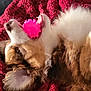 Atlas a rejoint le concours — aidez-le/la à gagner de superbes lots ! dog, toy, blanket, lying_down, playful, fur, pet, indoor, relaxed, cozy, white_fur, brown_fur, pink, mouth, ears, close_up, comfort, animal, cute, resting