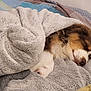 Atlas a rejoint le concours — aidez-le/la à gagner de superbes lots ! dog, sleeping, blanket, bed, cozy, fur, pet, indoor, resting, cute, animal, snuggled, comfort, brown, white, paw, relaxation, soft, canine, peaceful