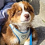 adorable, animal, brown_fur, close_up, companion, cute, dog, fluffy, friendly, harness, leash, looking_up, outdoor, pet, puppy, stone_steps, sunlight, waiting, white_fur, young_dog