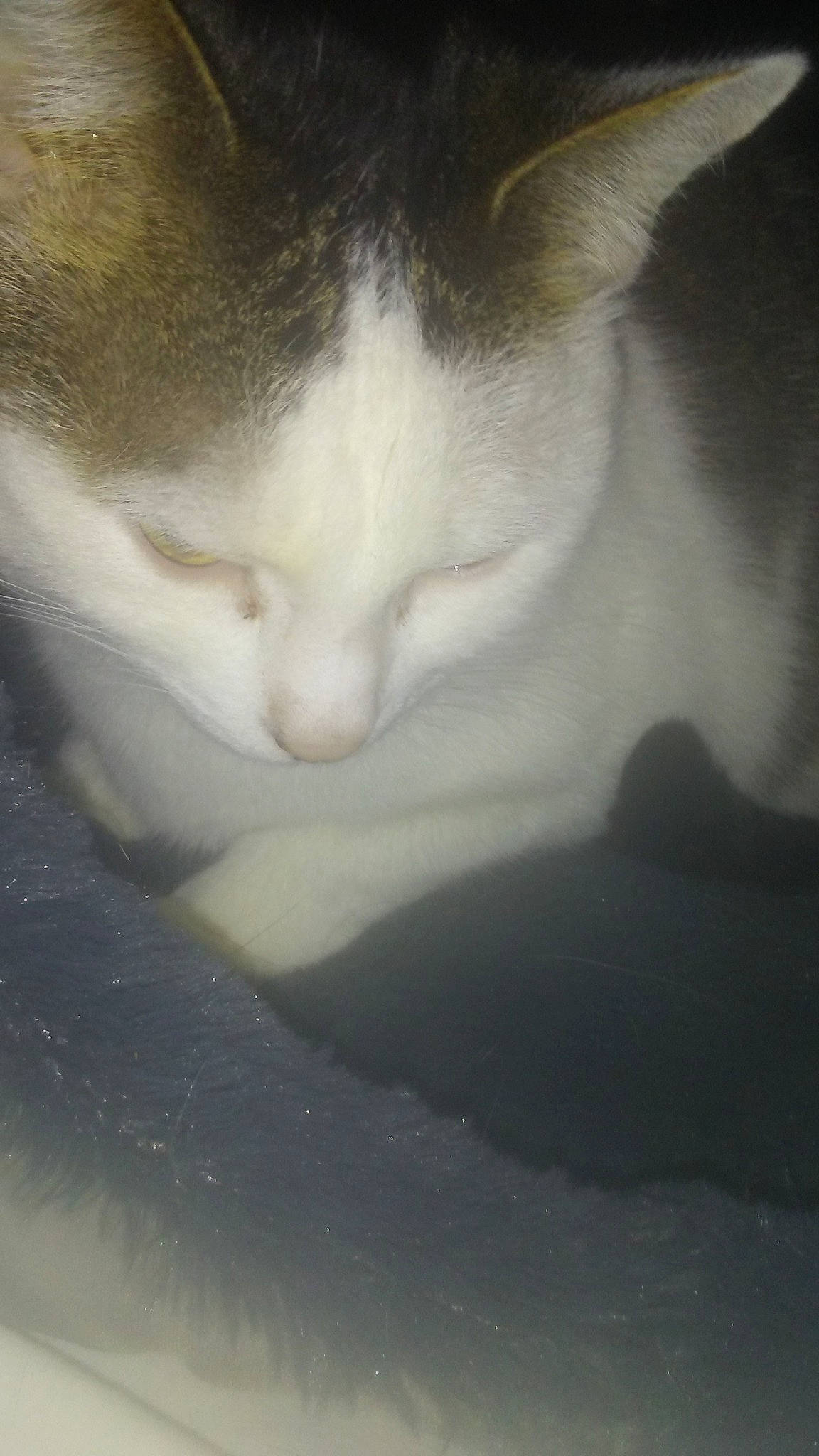 Mougli a rejoint le concours — aidez-le/la à gagner de superbes lots ! aegean_cat, carnivore, cat, cloud, eye, felidae, fur, kitten, nose, sand, sky, small_to_medium_sized_cats, snout, whiskers