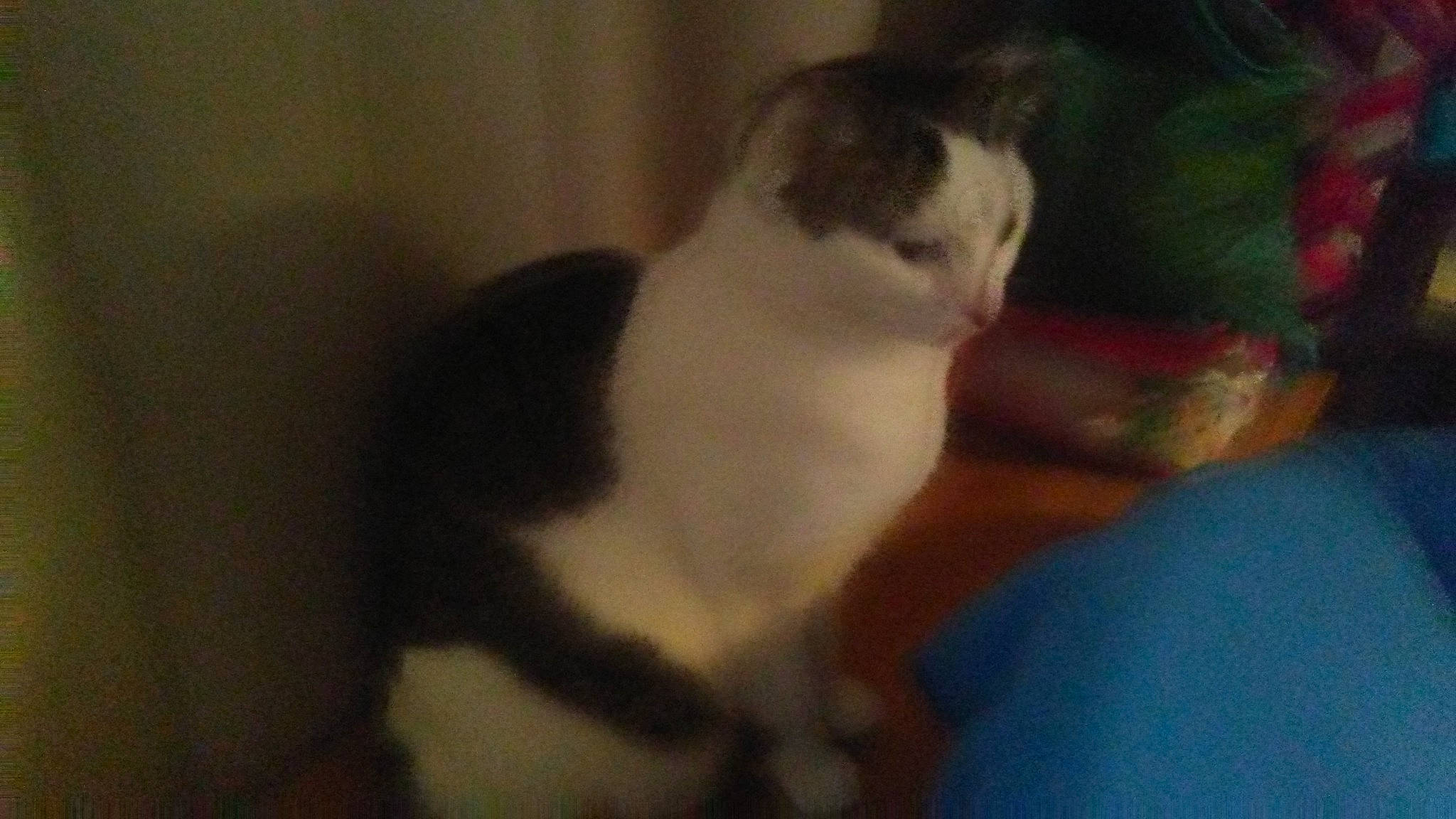 Mougli participe au concours pour gagner de l'argent avec cette photo : aegean_cat, american_wirehair, carnivore, cat, domestic_short_haired_cat, european_shorthair, fawn, felidae, kitten, mammal, polydactyl_cat, small_to_medium_sized_cats, tail, whiskers