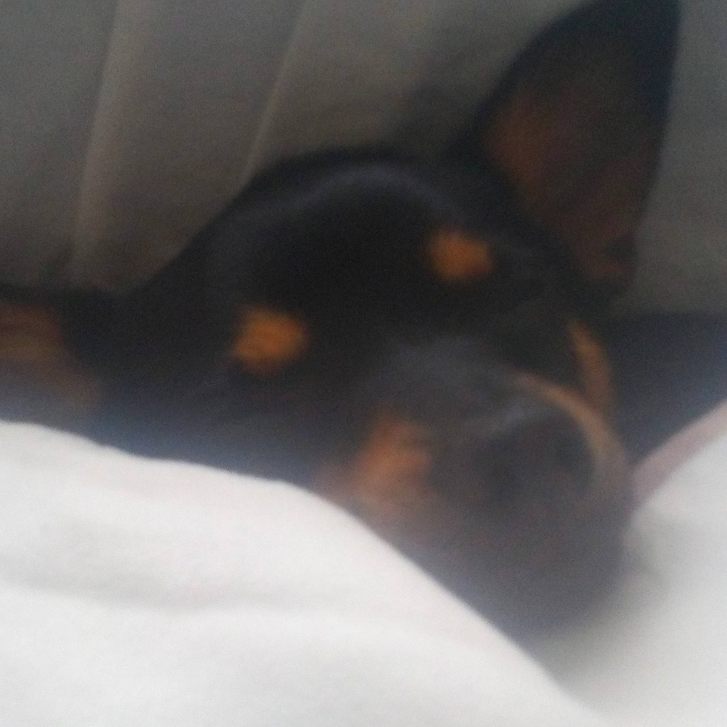 Oscar a rejoint le concours — aidez-le/la à gagner de superbes lots ! beauceron, canidae, carnivore, dobermann, dog, dog_breed, ear, english_toy_terrier, german_pinscher, guard_dog, manchester_terrier, miniature_pinscher, nose, pinscher, prazsky_krysarik, puppy, snout, toy_dog, toy_manchester_terrier, whiskers