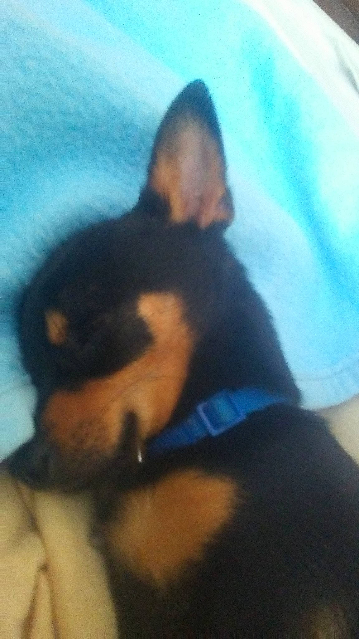 Oscar participe au concours pour gagner de l'argent avec cette photo : canidae, carnivore, companion_dog, dobermann, dog, dog_breed, ear, english_toy_terrier, fawn, german_pinscher, guard_dog, mammal, manchester_terrier, miniature_pinscher, pinscher, prazsky_krysarik, snout, toy_dog, toy_manchester_terrier, vertebrate