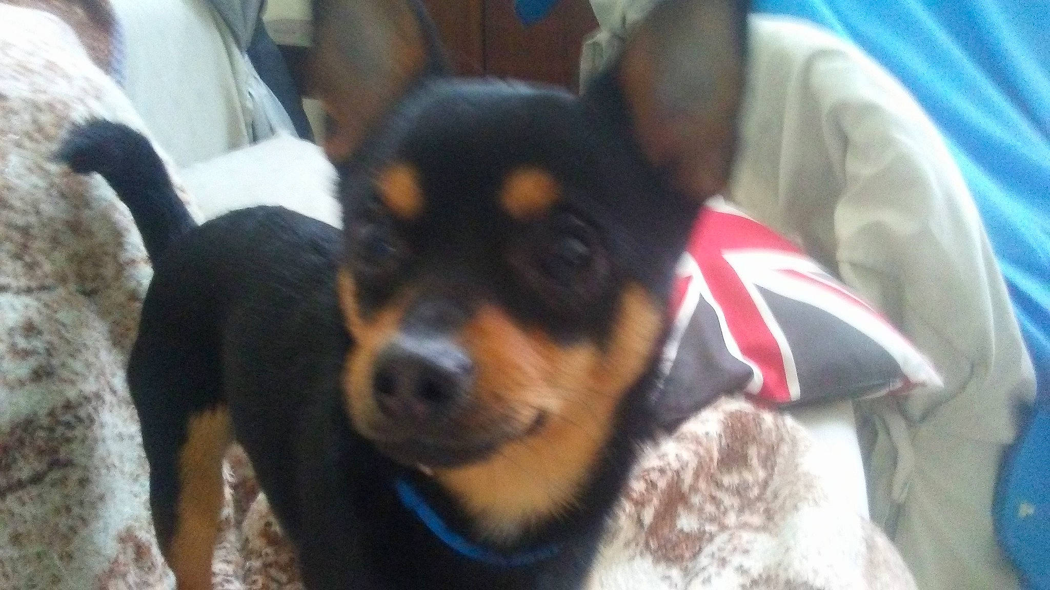 Oscar a rejoint le concours — aidez-le/la à gagner de superbes lots ! black_and_tan_terrier, canidae, carnivore, companion_dog, dog, dog_breed, english_toy_terrier, german_pinscher, lancashire_heeler, mammal, manchester_terrier, miniature_pinscher, pinscher, prazsky_krysarik, puppy, rare_breed_dog, snout, toy_dog, toy_manchester_terrier, vertebrate