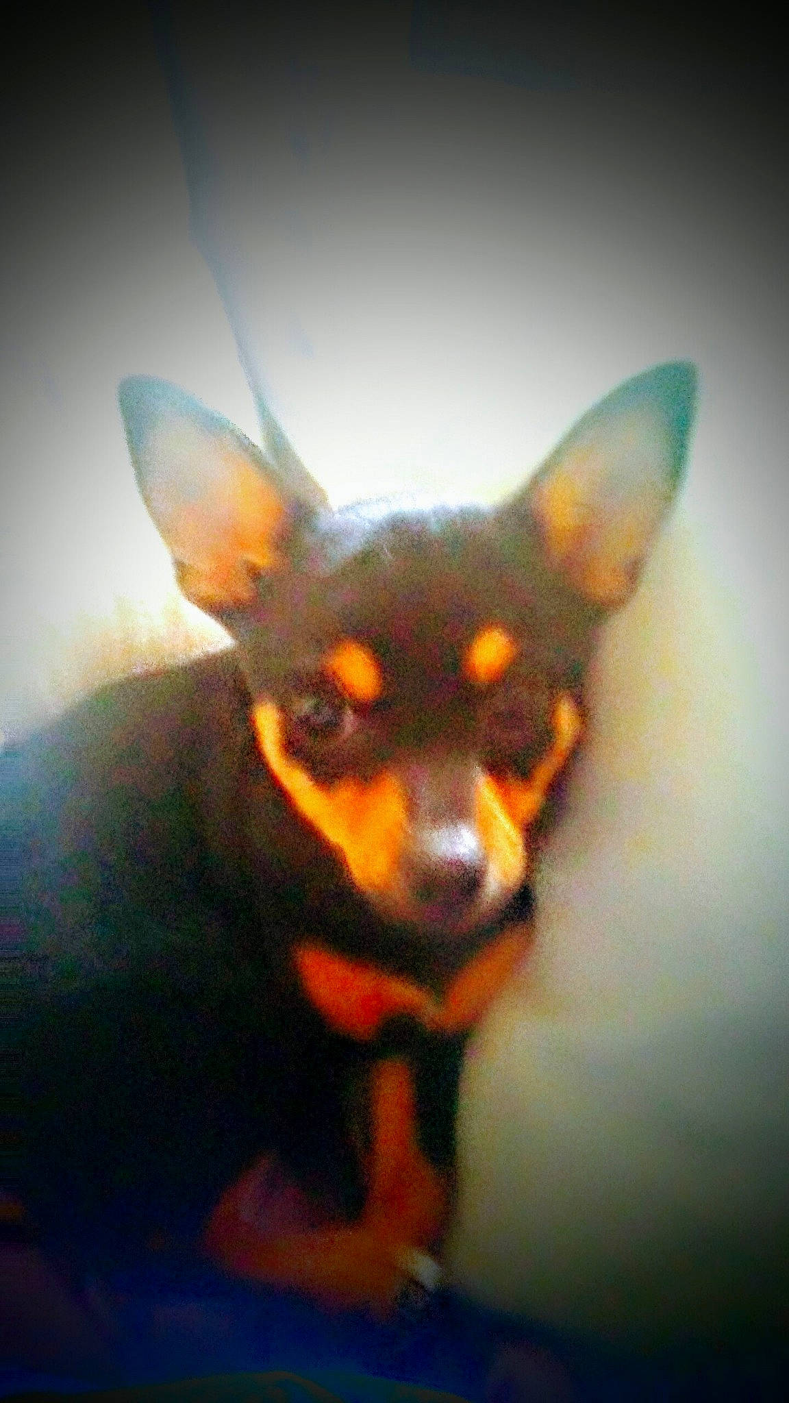 Oscar a rejoint le concours — aidez-le/la à gagner de superbes lots ! canidae, carnivore, chihuahua, dog, dog_breed, ear, english_toy_terrier, german_pinscher, guard_dog, mammal, miniature_pinscher, pinscher, prazsky_krysarik, puppy, russkiy_toy, snout, toy_dog, toy_fox_terrier, toy_manchester_terrier, vertebrate