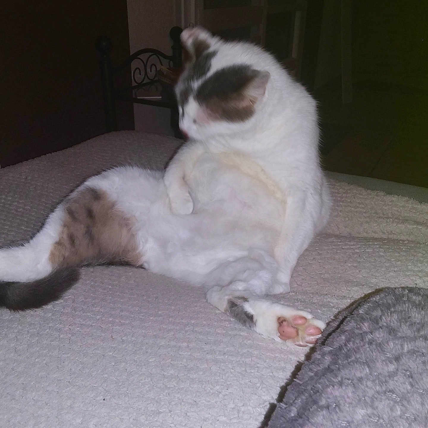 Erwan a rejoint le concours — aidez-le/la à gagner de superbes lots ! animal, bedspread, blurred_head, cat, cozy, cute, domestic_cat, feline, fur, gray_spots, grooming, home, indoor, paw, pet, relaxed, resting, sleepy, tail, white_cat