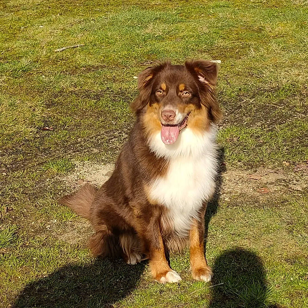 Sisko participe au concours pour gagner de l'argent avec cette photo : ancient_dog_breeds, australian_collie, border_collie, canidae, carnivore, companion_dog, dog, dog_breed, grass, gun_dog, herding_dog, liver, sporting_group, sports_equipment, working_dog