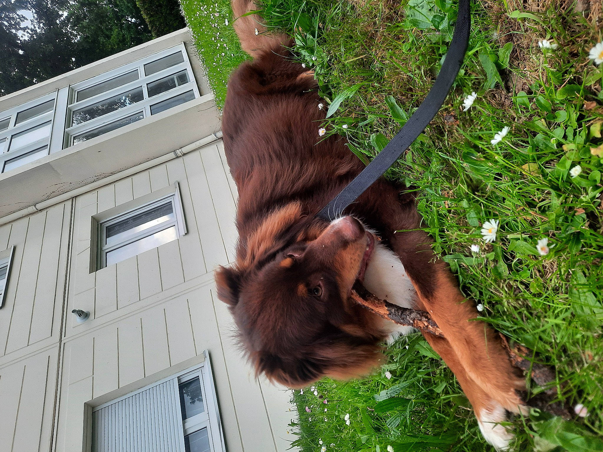 Sisko a rejoint le concours — aidez-le/la à gagner de superbes lots ! building, facade, fur, house, liver, mammal, natural_material, orangutan, plant, snout, sporting_group, tail, terrestrial_animal, tree, trunk, vertebrate, wildlife, window, working_animal, zoo