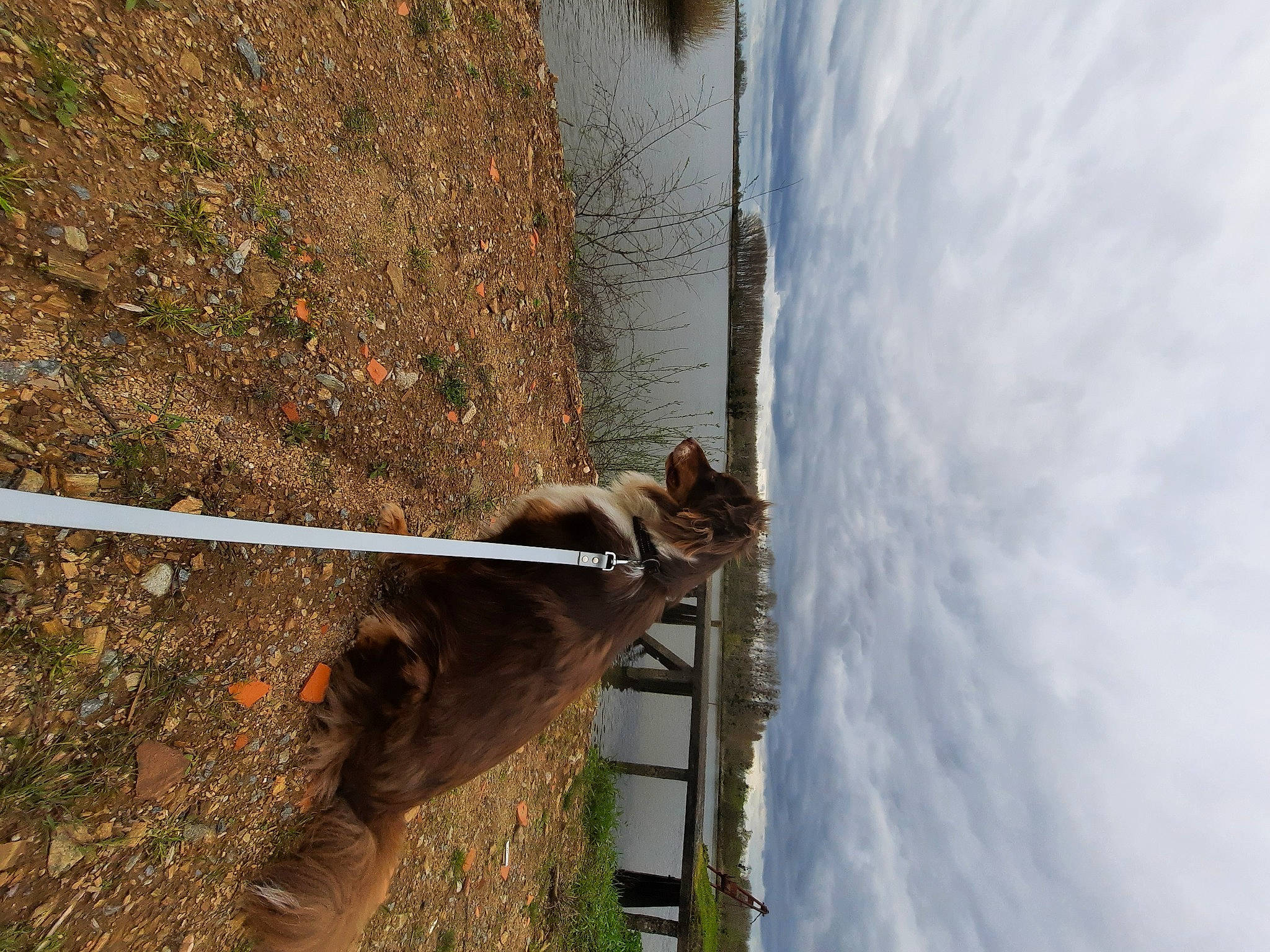 Sisko participe au concours pour gagner de l'argent avec cette photo : cloud, concrete, dog, plant, public_utility, rope, shadow, sky, slope, soil, tail, trunk, water, wire, wood