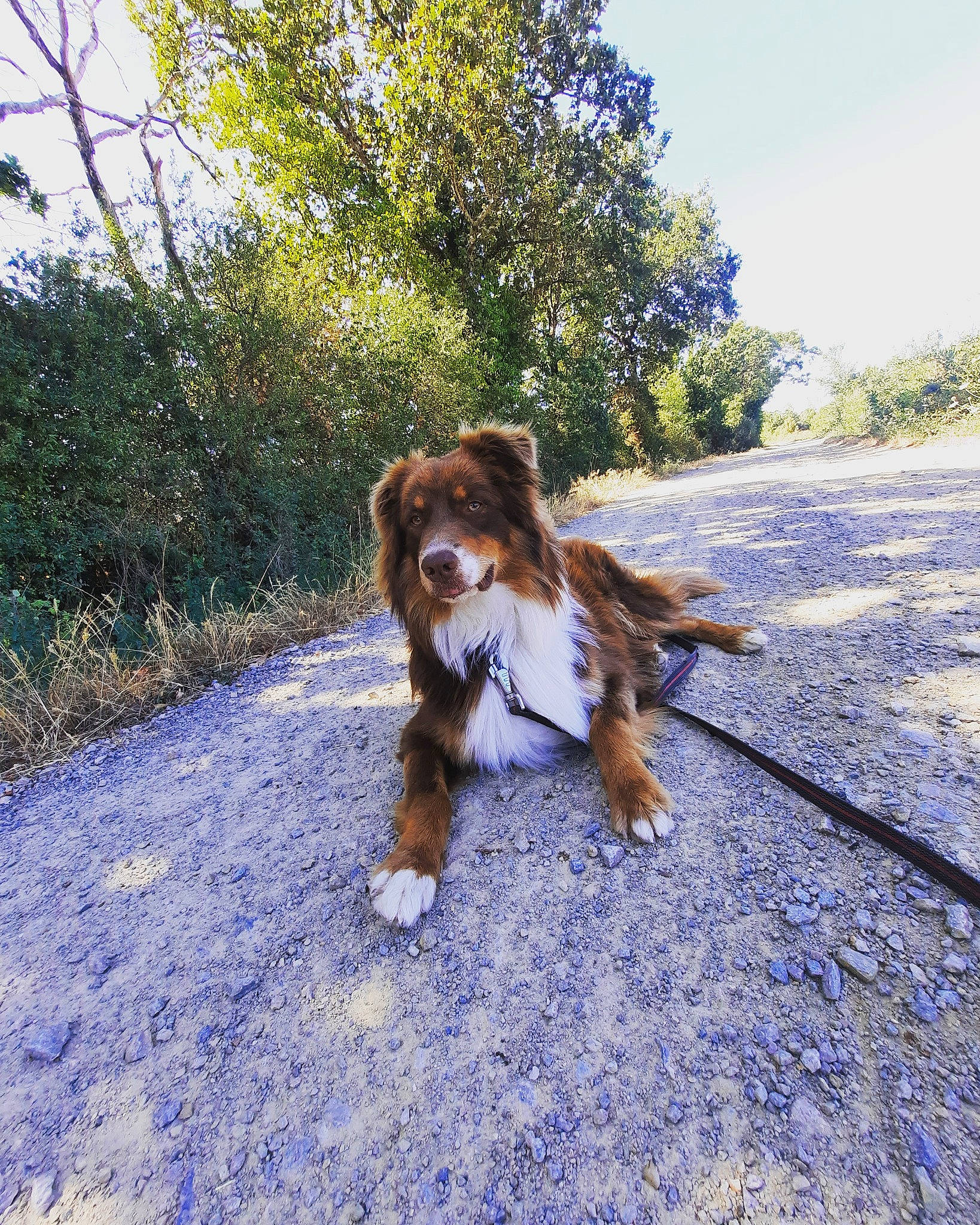 Sisko participe au concours pour gagner de l'argent avec cette photo : asphalt, canidae, carnivore, collar, companion_dog, dog, dog_breed, electric_blue, fawn, grass, king_charles_spaniel, plant, road_surface, sky, snout, sporting_group, sunlight, tail, tree, wood