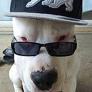 Jax joined the competition — help win amazing prizes! dog, white_dog, sunglasses, hat, cap, black_cap, bear_emblem, pet, animal, cool, fashion, portrait, indoor, concrete_floor, window, closeup, canine, cute, funny, accessory