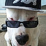 dog, white_dog, sunglasses, hat, cap, black_cap, bear_emblem, pet, animal, cool, fashion, portrait, indoor, concrete_floor, window, closeup, canine, cute, funny, accessory
