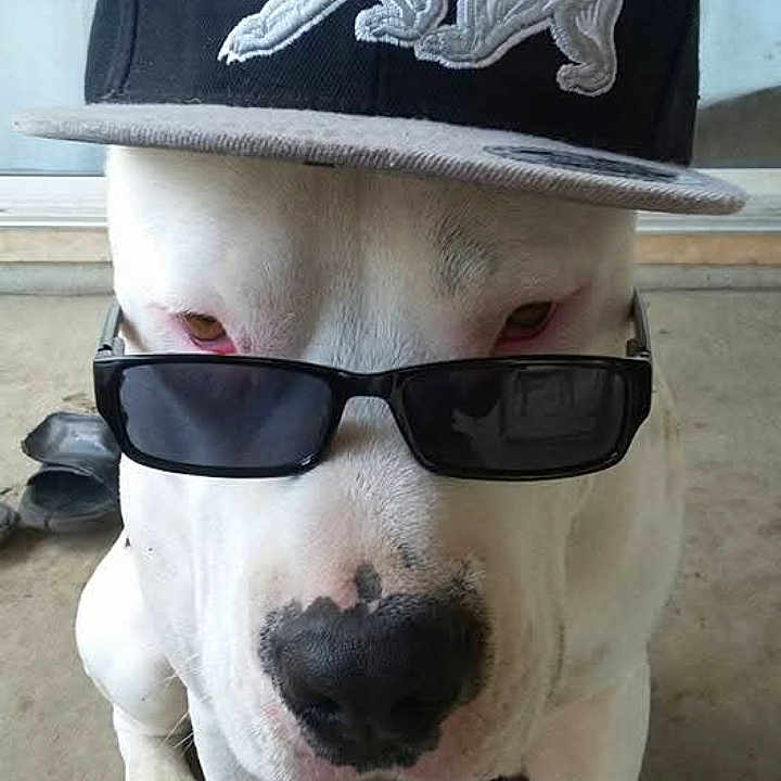 Jax joined the competition — help win amazing prizes! accessory, animal, bear_emblem, black_cap, canine, cap, closeup, concrete_floor, cool, cute, dog, fashion, funny, hat, indoor, pet, portrait, sunglasses, white_dog, window