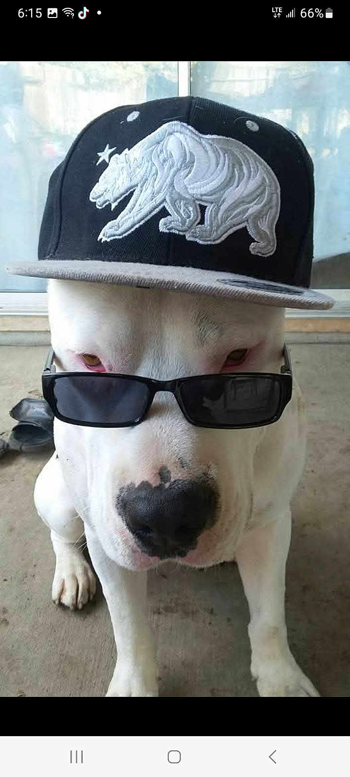 Jax joined the competition — help win amazing prizes! dog, white_dog, sunglasses, hat, cap, black_cap, bear_emblem, pet, animal, cool, fashion, portrait, indoor, concrete_floor, window, closeup, canine, cute, funny, accessory