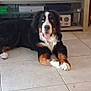 accessories, animal, appenzeller, canine, computerhardware, dog, electronics, hardware, hound, indoors, mobilephone, monitor, person, pet, phone, puppy, saintbernard, screen, stereo, text