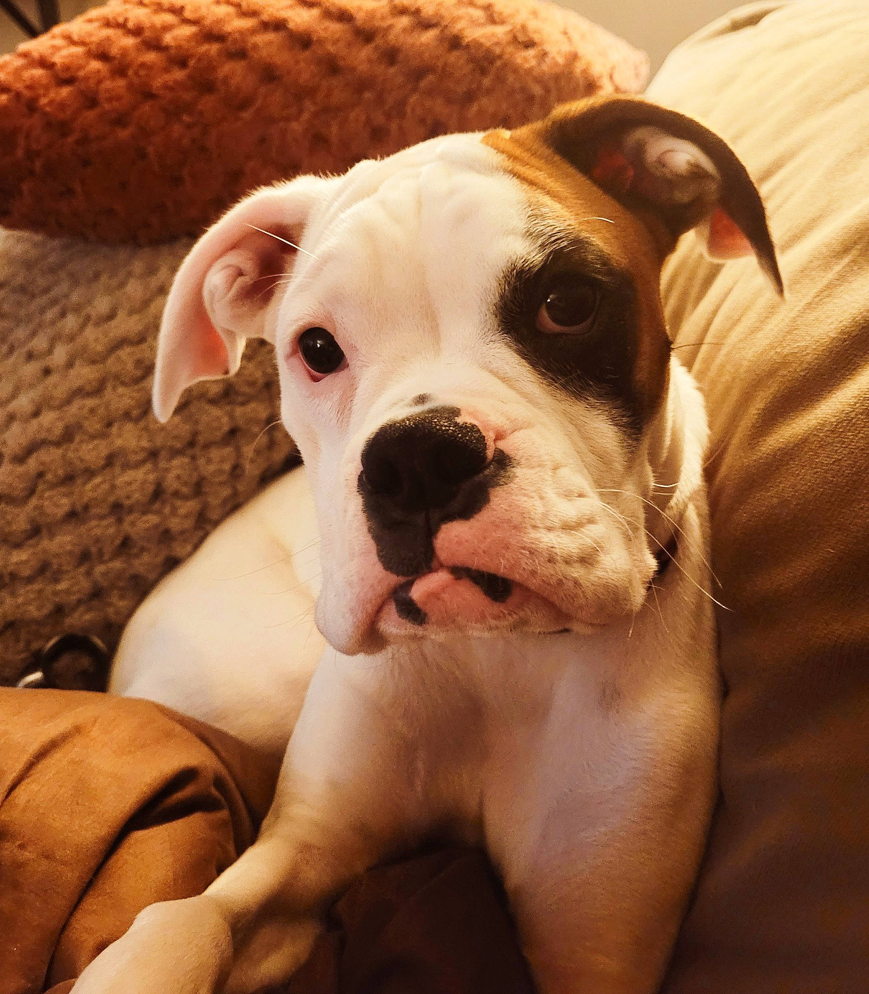 Puppy is registered to the contest to win money with this photo: boxer, canidae, carnivore, collar, comfort, companion_dog, dog, dog_breed, dog_collar, ear, fawn, happy, molosser, puppy_love, snout, sporting_group, toy_dog, whiskers, working_animal, wrinkle