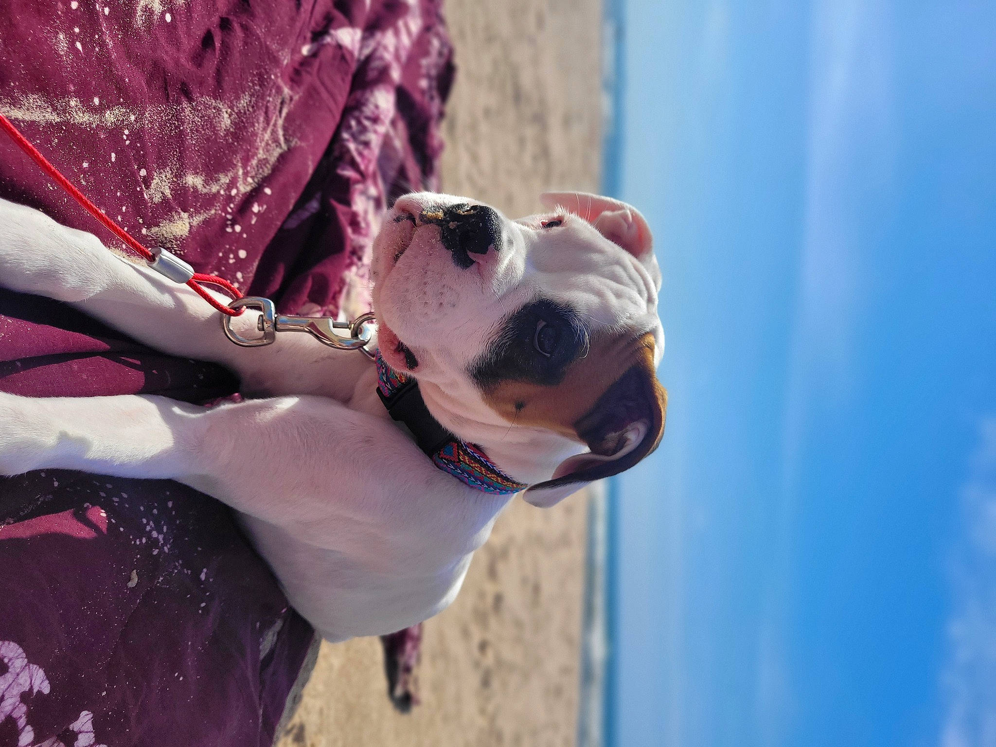 Puppy is registered to the contest to win money with this photo: carnivore, collar, companion_dog, dog, dog_breed, dog_collar, dog_supply, eyewear, fawn, fun, goggles, leash, magenta, pet_supply, pink, sky, snout, sporting_group, sunglasses, working_animal