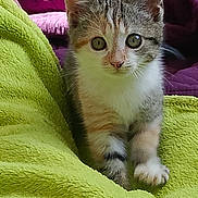 Crevette a rejoint le concours — aidez-le/la à gagner de superbes lots ! kitten, cat, pet, animal, feline, young, cute, curious, green_blanket, purple_quilt, indoor, closeup, whiskers, ears, paws, fur, eyes, domestic_animal, soft_texture, cozy
