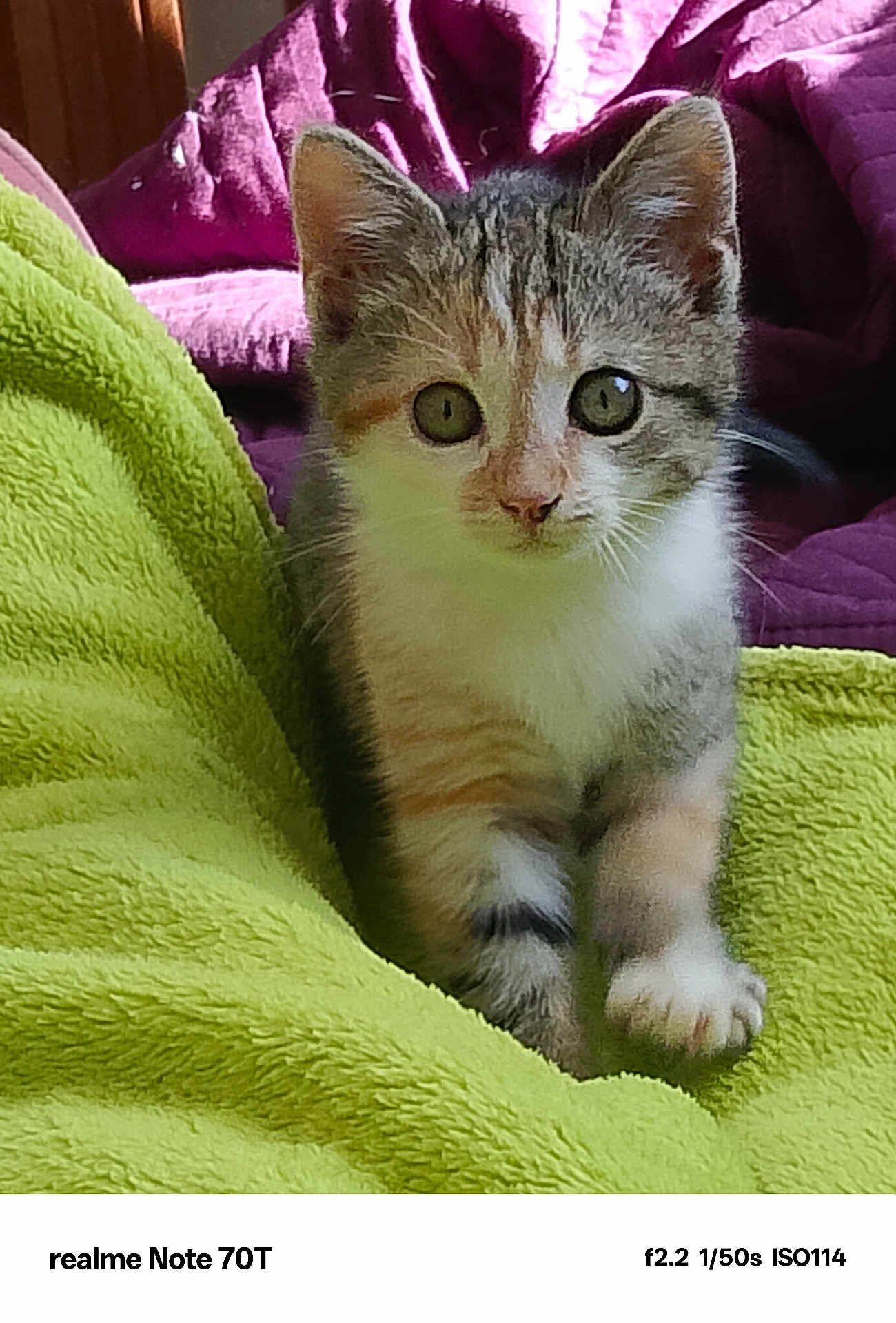 Crevette a rejoint le concours — aidez-le/la à gagner de superbes lots ! kitten, cat, pet, animal, feline, young, cute, curious, green_blanket, purple_quilt, indoor, closeup, whiskers, ears, paws, fur, eyes, domestic_animal, soft_texture, cozy