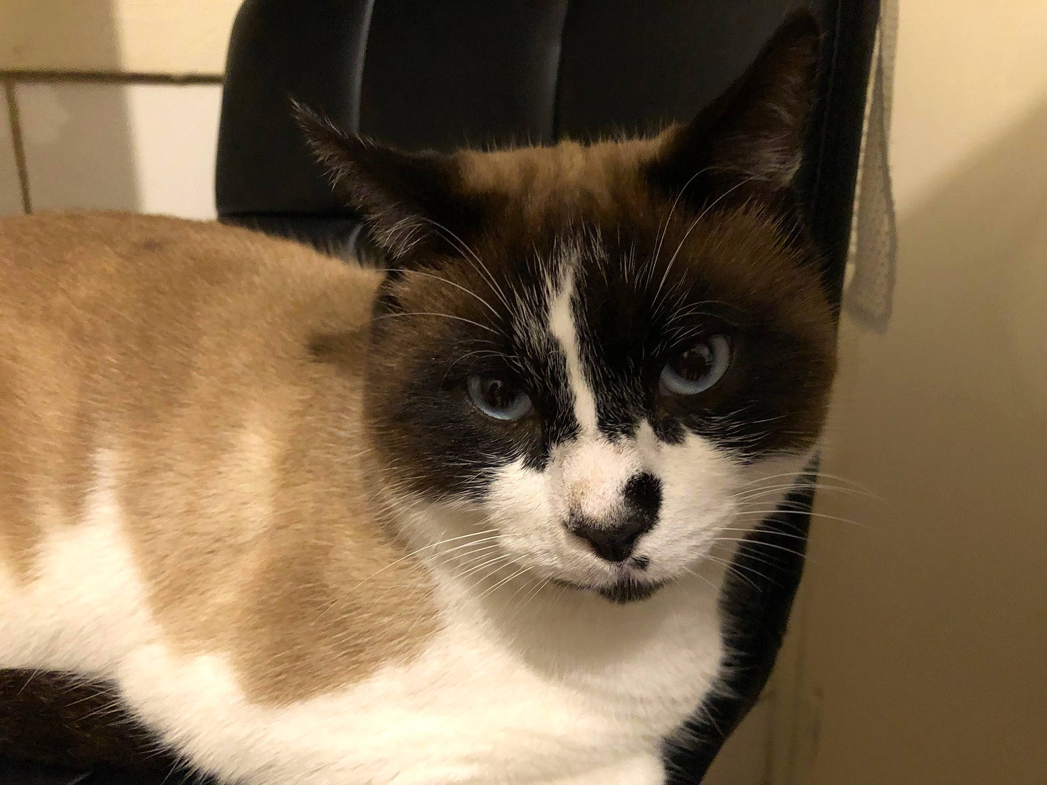 Ramses a rejoint le concours — aidez-le/la à gagner de superbes lots ! aegean_cat, american_wirehair, carnivore, cat, domestic_short_haired_cat, eye, felidae, fur, japanese_bobtail, kitten, mammal, ojos_azules, small_to_medium_sized_cats, snout, snowshoe, tail, whiskers