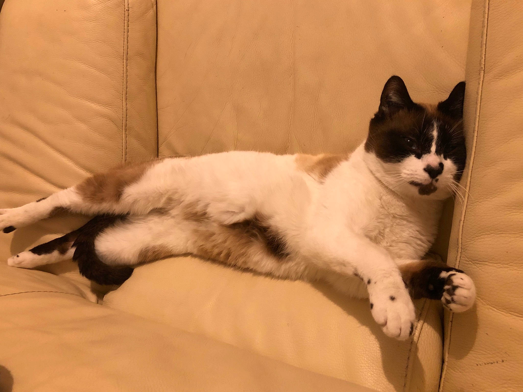 Ramses participe au concours pour gagner de l'argent avec cette photo : carnivore, cat, domestic_short_haired_cat, felidae, japanese_bobtail, mammal, small_to_medium_sized_cats, snowshoe, tail, whiskers