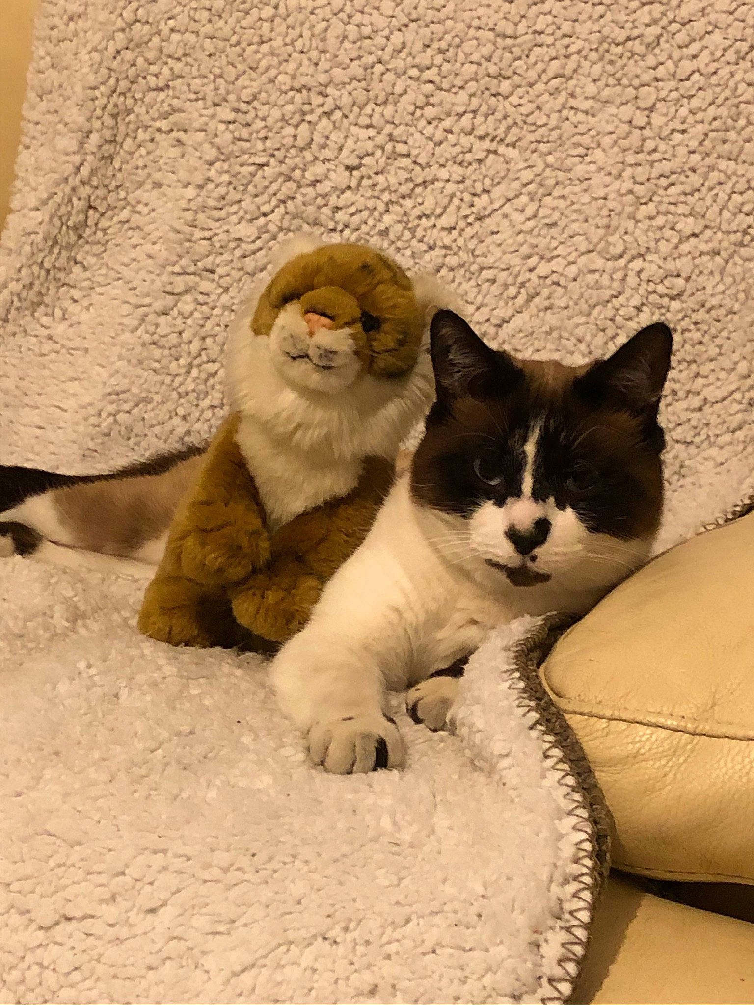 Ramses a rejoint le concours — aidez-le/la à gagner de superbes lots ! aegean_cat, american_wirehair, asian, british_shorthair, carnivore, cat, domestic_short_haired_cat, european_shorthair, fawn, felidae, kitten, mammal, munchkin, polydactyl_cat, scottish_fold, small_to_medium_sized_cats, snowshoe, tail, vertebrate, whiskers