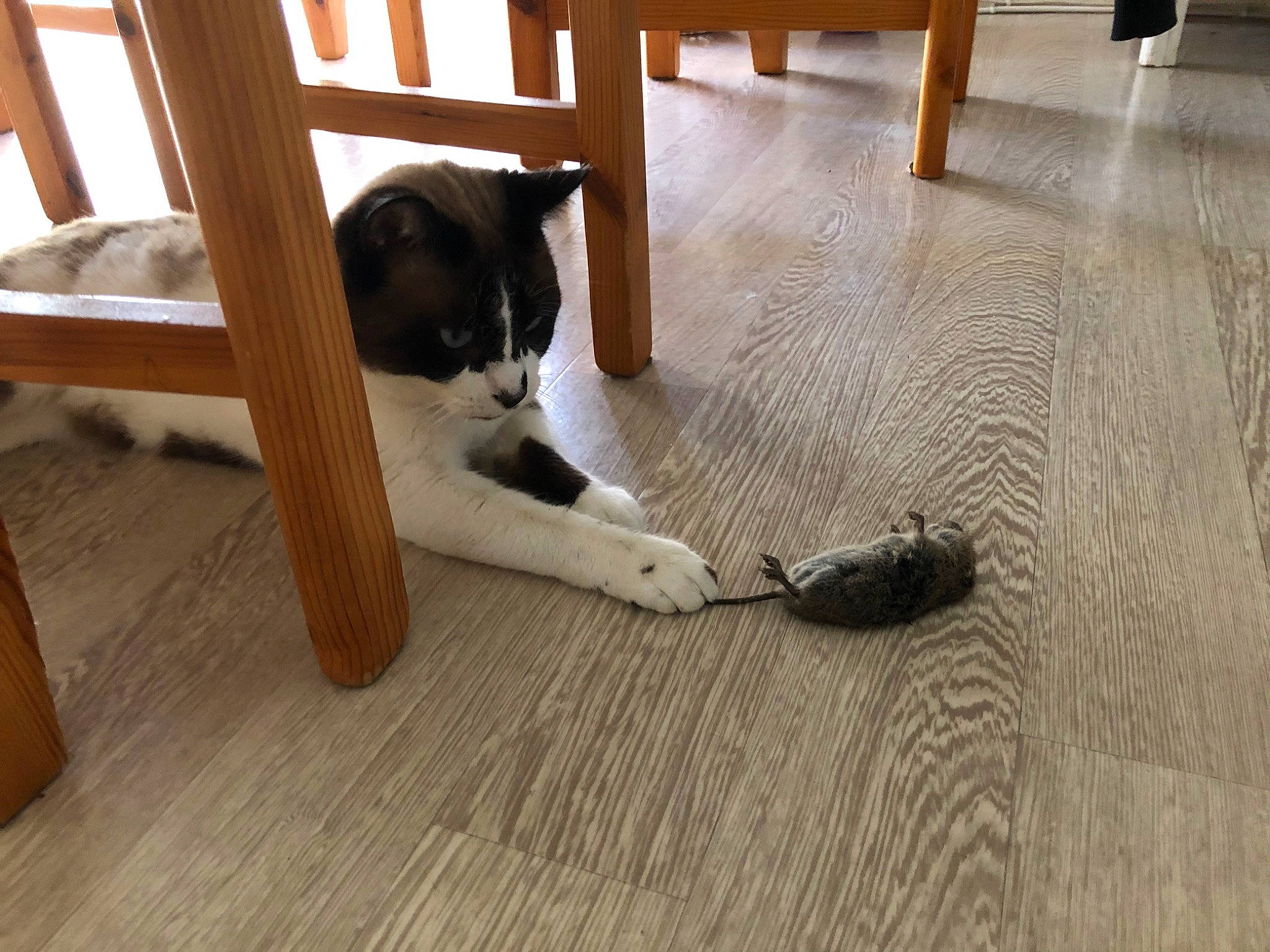 Ramses participe au concours pour gagner de l'argent avec cette photo : canidae, carnivore, cat, dog, dog_breed, fawn, floor, flooring, hardwood, laminate_flooring, sporting_group, tail, wood, wood_flooring