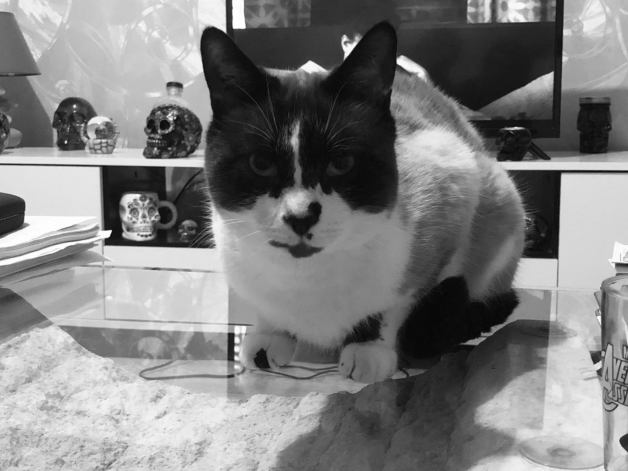 Ramses a rejoint le concours — aidez-le/la à gagner de superbes lots ! black, black_and_white, carnivore, cat, domestic_short_haired_cat, european_shorthair, eye, felidae, kitten, monochrome, monochrome_photography, photography, sink, small_to_medium_sized_cats, snapshot, snout, style, whiskers, white, window