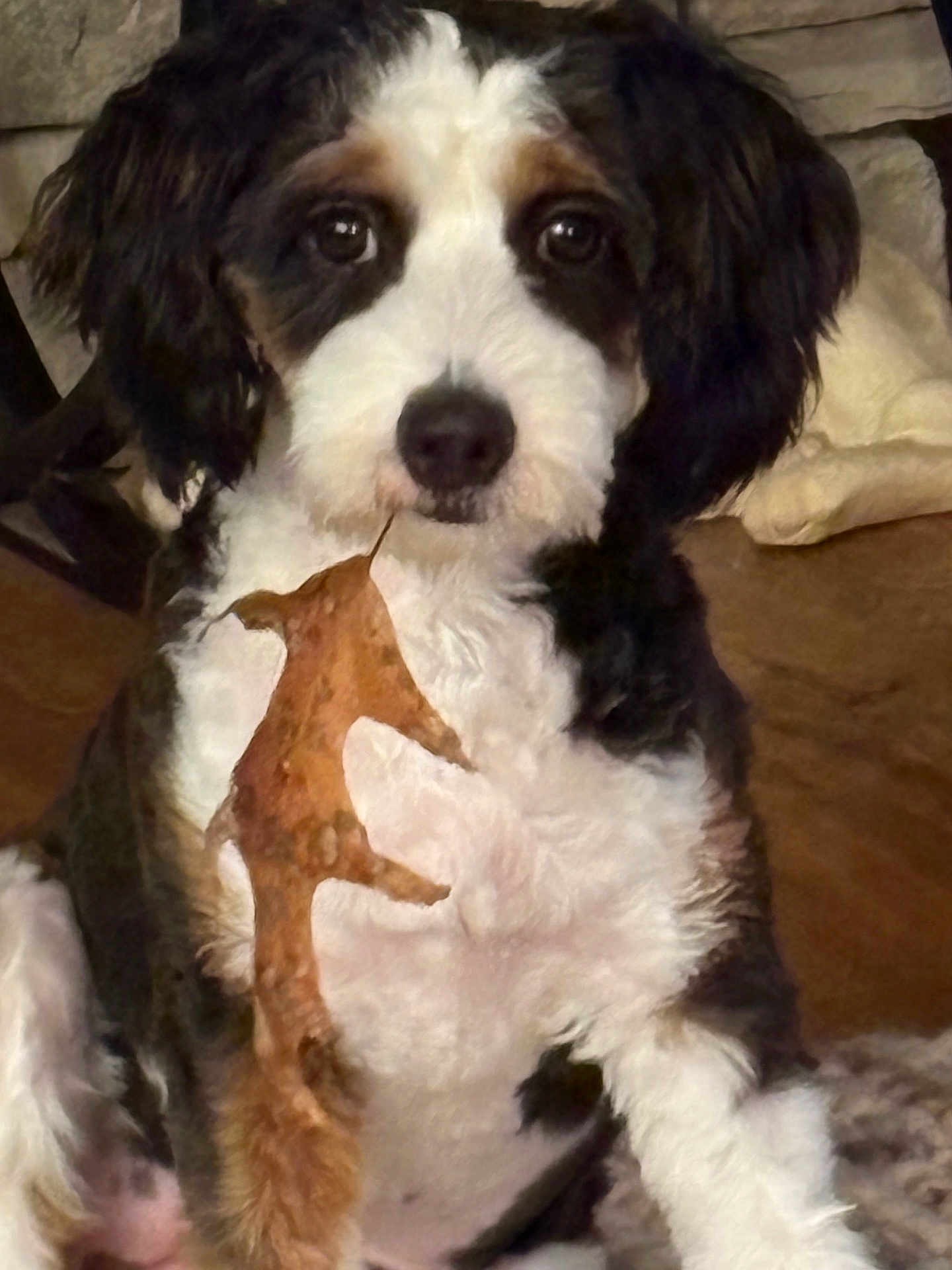 Daisy