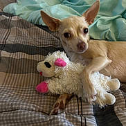 Happy Girl joined the competition — help win amazing prizes! animal, bed, blanket, companion, cozy, cute, dog, ears, fur, indoor, looking, pet, plush, resting, sleep_area, small_dog, soft_toy, stuffed_animal, tan_dog, toy