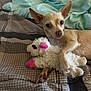 animal, bed, blanket, companion, cozy, cute, dog, ears, fur, indoor, looking, pet, plush, resting, sleep_area, small_dog, soft_toy, stuffed_animal, tan_dog, toy
