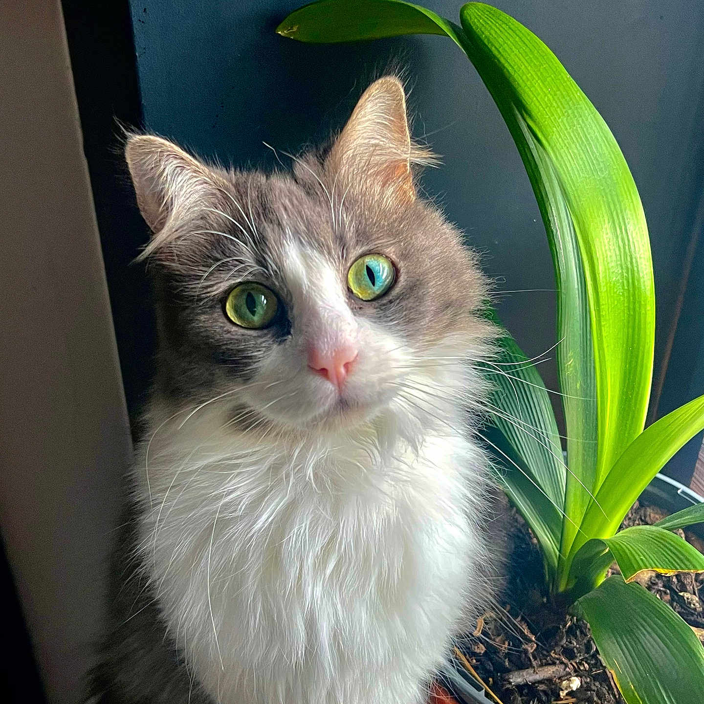 Kiara