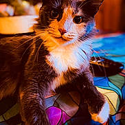Lilybelle joined the competition — help win amazing prizes! animal, blanket, cat, closeup, colorful, cozy, curious, feline, fur, indoor, pattern, paws, pet, portrait, relaxed, resting, tabby, warm_light, whiskers, white_paws