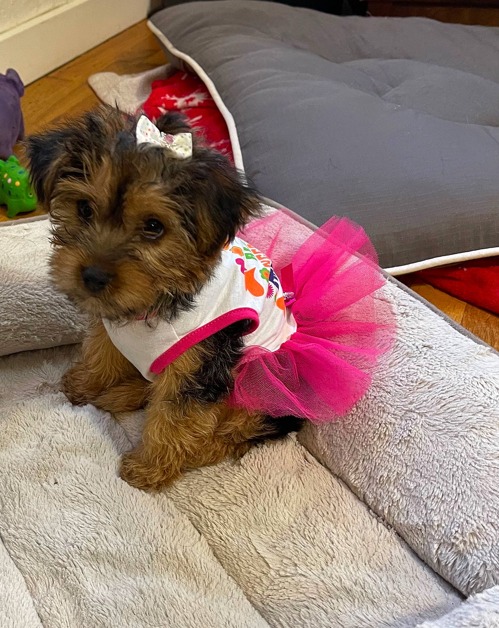 Lucy joined the competition — help win amazing prizes! carnivore, collar, comfort, companion_dog, dog, dog_breed, dog_clothes, dog_supply, fawn, flooring, fur, liver, pet_supply, small_terrier, snout, sporting_group, terrier, toy_dog, working_animal, yorkshire_terrier