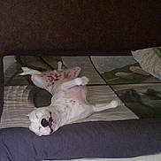 Ghost participe au concours pour gagner de l'argent avec cette photo : animal, bed, bedroom, blanket, boxer, bulldog, canine, couch, cushion, dog, frenchbulldog, furniture, homedecor, indoors, interiordesign, pet, pitbull, puppy, quilt, room