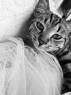 Pixies a rejoint le concours — aidez-le/la à gagner de superbes lots ! aegean_cat, asian, black_and_white, carnivore, cat, domestic_short_haired_cat, dragon_li, european_shorthair, eye, felidae, kitten, monochrome, monochrome_photography, photography, small_to_medium_sized_cats, snout, tabby_cat, whiskers