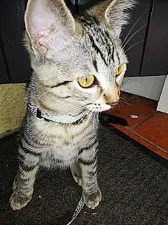 Pixies a rejoint le concours — aidez-le/la à gagner de superbes lots ! american_shorthair, american_wirehair, asian, australian_mist, california_spangled, carnivore, cat, domestic_short_haired_cat, dragon_li, egyptian_mau, european_shorthair, felidae, kitten, mammal, ocicat, small_to_medium_sized_cats, sokoke, tabby_cat, vertebrate, whiskers