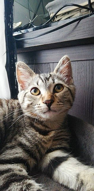 Pixies a rejoint le concours — aidez-le/la à gagner de superbes lots ! aegean_cat, american_shorthair, american_wirehair, asian, california_spangled, carnivore, cat, domestic_short_haired_cat, dragon_li, egyptian_mau, european_shorthair, felidae, kitten, mammal, ocicat, small_to_medium_sized_cats, snout, tabby_cat, vertebrate, whiskers