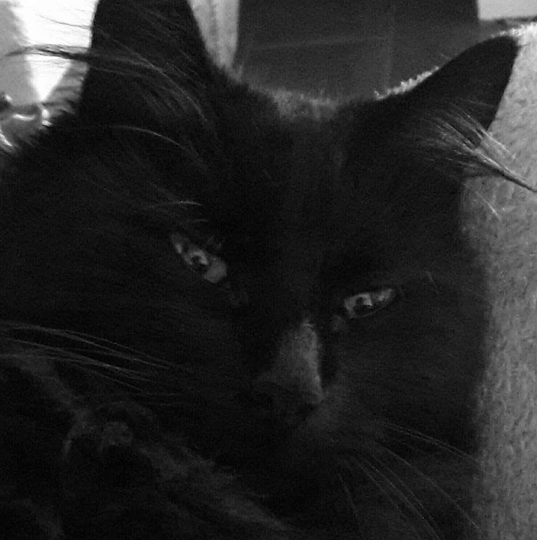Jade participe au concours pour gagner de l'argent avec cette photo : black, black_and_white, black_cat, carnivore, cat, domestic_long_haired_cat, eye, felidae, fur, mammal, monochrome_photography, nebelung, norwegian_forest_cat, small_to_medium_sized_cats, snout, style, whiskers