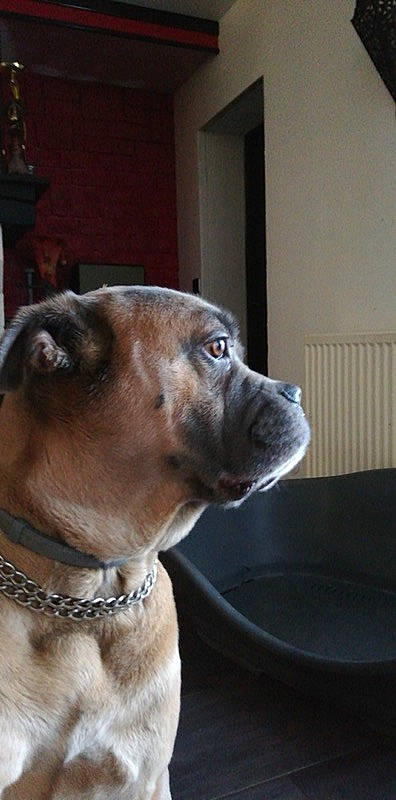 Holano a rejoint le concours — aidez-le/la à gagner de superbes lots ! alano_espanol, american_pit_bull_terrier, bandog, boerboel, cane_corso, canidae, carnivore, collar, dog, dog_breed, dog_collar, fawn, mammal, non_sporting_group, nose, pit_bull, snout, sporting_group, vertebrate, whiskers