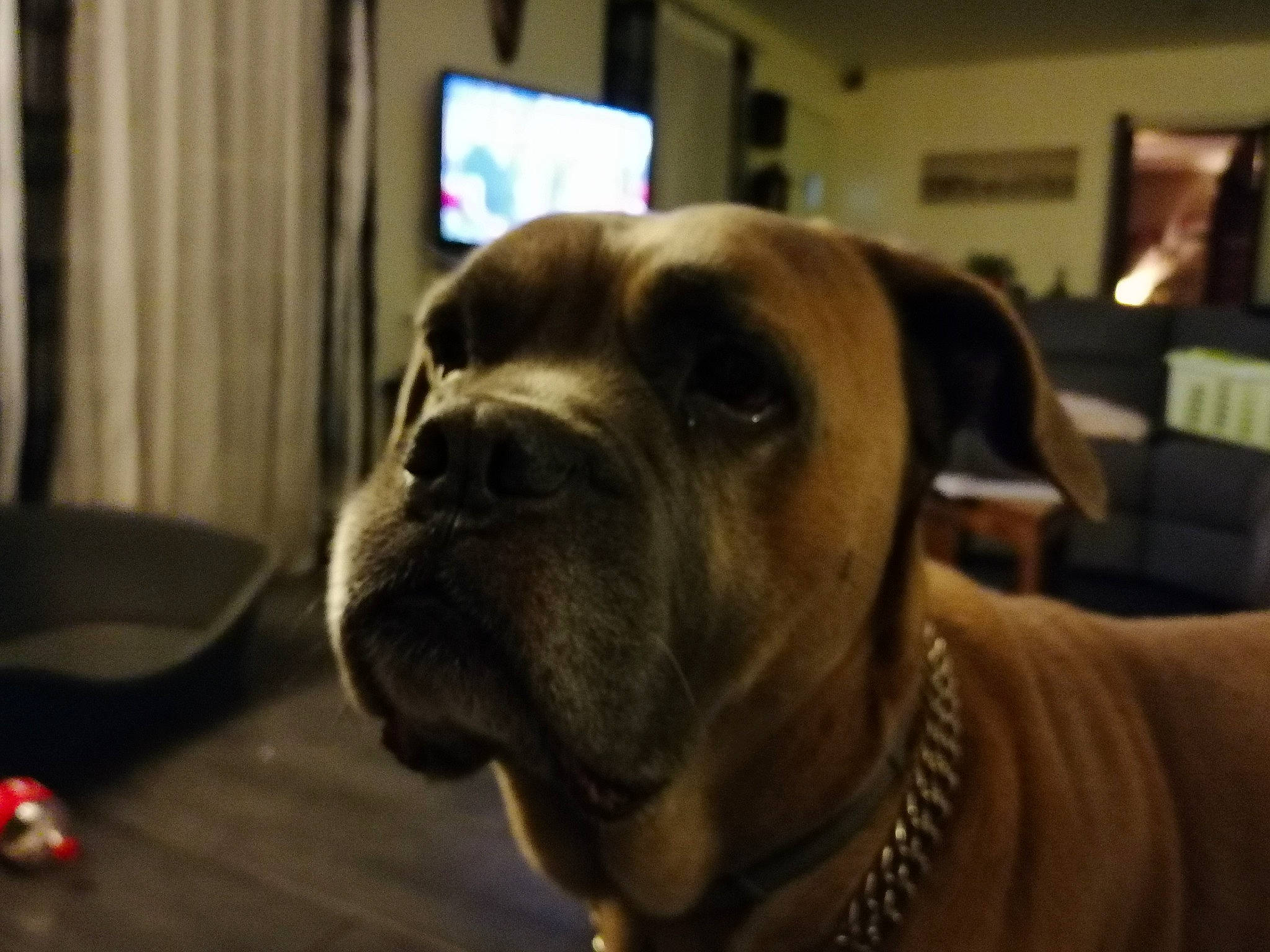 Holano participe au concours pour gagner de l'argent avec cette photo : boerboel, boxer, bulldog, bullmastiff, canidae, carnivore, companion_dog, dog, dog_breed, fawn, mammal, non_sporting_group, old_english_bulldog, olde_english_bulldogge, rare_breed_dog, snout, sporting_group, valley_bulldog, vertebrate, working_dog