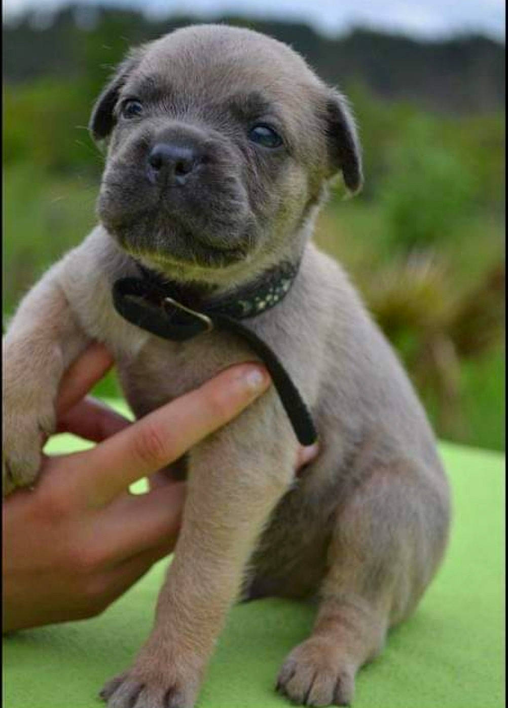 Holano participe au concours pour gagner de l'argent avec cette photo : american_pit_bull_terrier, canidae, carnivore, companion_dog, dog, dog_breed, fawn, mammal, non_sporting_group, puppy, rare_breed_dog, snout, sporting_group, vertebrate