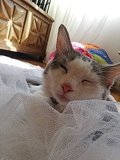 Ohana a rejoint le concours — aidez-le/la à gagner de superbes lots ! carnivore, cat, european_shorthair, fawn, felidae, kitten, mammal, nap, ragdoll, small_to_medium_sized_cats, whiskers