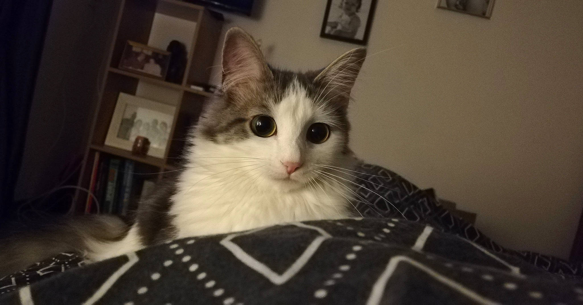 Ohana a rejoint le concours — aidez-le/la à gagner de superbes lots ! aegean_cat, asian, black_and_white, carnivore, cat, domestic_long_haired_cat, domestic_short_haired_cat, european_shorthair, eye, felidae, kitten, mammal, norwegian_forest_cat, ojos_azules, ragamuffin, ragdoll, small_to_medium_sized_cats, snout, vertebrate, whiskers