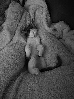 Ohana a rejoint le concours — aidez-le/la à gagner de superbes lots ! black_and_white, carnivore, cat, claw, felidae, fur, hand, kitten, paw, polydactyl_cat, puppy, small_to_medium_sized_cats